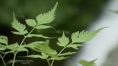 音乐短片 - I Am Free