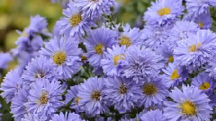 音乐短片 - HARP CONCERTO In B Flat Andante