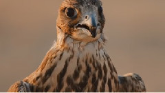 音乐短片 - R3D Showreel