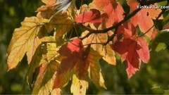 音乐短片 - 李斯特 爱之梦