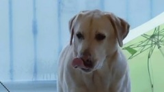 二更 - 身边人-导盲犬-这才是最亲密的朋友
