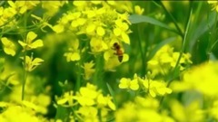 二更 - 蜂蜜-48年