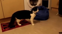 音乐短片 - The Puppy Dogs And Cats