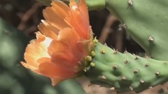 音乐短片 - 无花果的印度 - 香气和味道