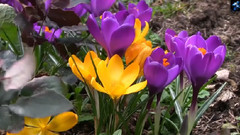 音乐短片 - Melting Snow (融雪)