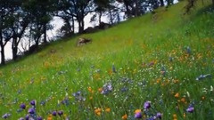 音乐短片 - 快乐的春天