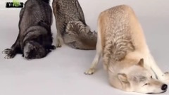 音乐短片 - ВОВКИ ХИЖАКІВ ЛІСУ І СТЕПУ