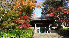 风景,音乐短片 - 日本镰仓円覚寺红叶美景