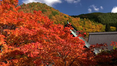 风景,音乐短片 - 日本霊松寺红叶美景
