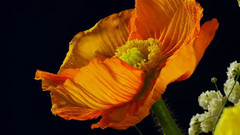 音乐短片 - 惊艳的花朵