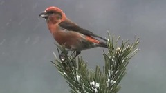 音乐短片 - 冬雪幻影