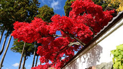 风景,音乐短片 - 日本长野市若穂清水寺红叶美景