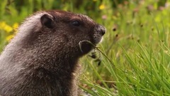 音乐短片 - 全家成