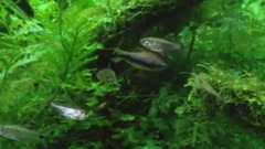 音乐短片 - 心静神闲