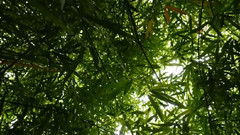 音乐短片 - 竹林深处