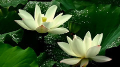 音乐短片 - 枉凝眉