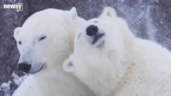 音乐短片 - Climate Change Is Melting Away Polar Bears' Chance Of Survival