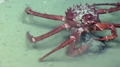 音乐短片 - Deep-Sea Fishing Ban Aims To Give Coral A Surviving Chance