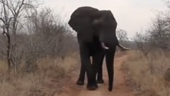 音乐短片 - Earth's Animals Are Dealing With More Roads Than Ever