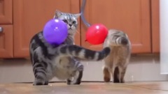 音乐短片 - The Scientific Reason Static Electricity Is