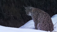 音乐短片 - 永恒的冬季