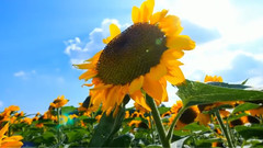 音乐短片 - 心动