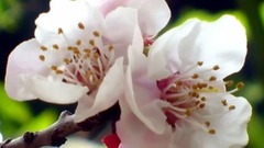 音乐短片 - 故乡的原风景1