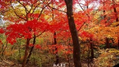 音乐短片 - 枫叶情