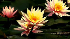 音乐短片 - 梦江南