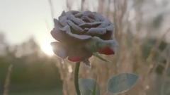 音乐短片 - Міранда Керр красиві кампанії Marella