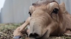 音乐短片 - Сайга антилопи вмерли перед камерою команди