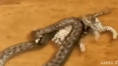 音乐短片 - 巨蟒蛇攻击老虎