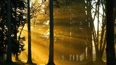 音乐短片 - Morning Mood