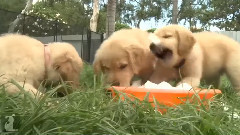 音乐短片 - 基奥特金毛 犬