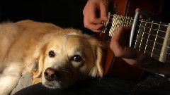 音乐短片 - The Classical Guitar Star Wars Princess Leia Theme Music