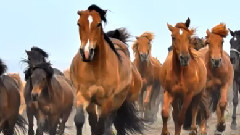 音乐短片 - 低沉优雅的马头琴 天边