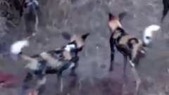 音乐短片 - Feral talents Tao anal