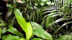 音乐短片 - 春花烂漫