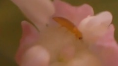 音乐短片 - Once You Had Gold