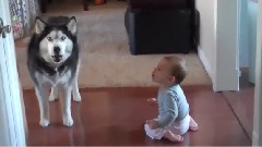 搞笑音乐 - Dog Imitates Baby