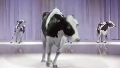 音乐短片,搞笑音乐 - 奶牛踢踏舞