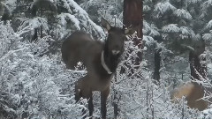 音乐短片 - Today Snow