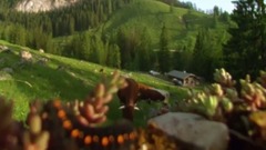 音乐短片 - 新春芭蕾