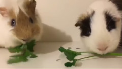 音乐短片 - Морские свинки соревнуются в поедании петрушки