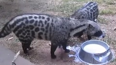 音乐短片 - Когда не знаешь как пить, жуй