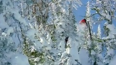 音乐短片 - ЭкстримАдвокат Владимир Дьяков