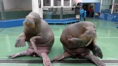 音乐短片 - Pen Pineapple Apple Pen