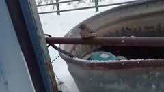 萌宠 - Спасение примерзшего к трубе воробья