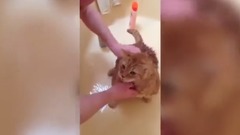 音乐短片 - Приколы с кошками видео смеяться до слез