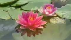 音乐短片 - 小夜曲